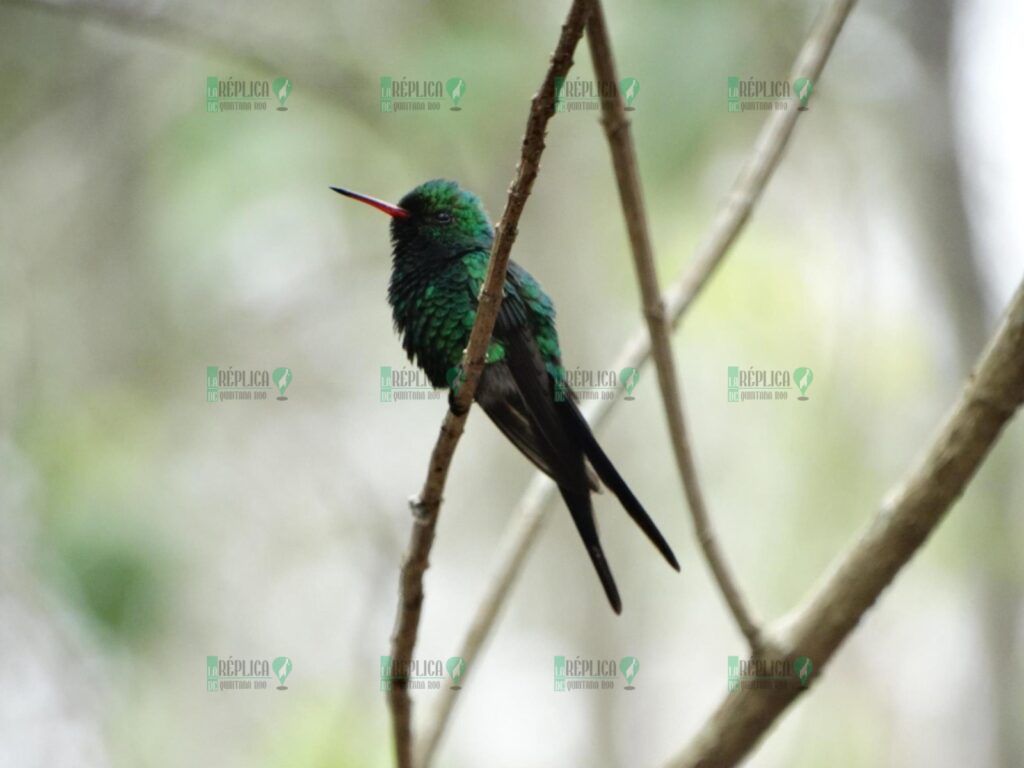 La Fundación de Parques y Museos inicia monitoreo de nidos de Colibrí Esmeralda e invita a la ciudadanía a participar en el registro