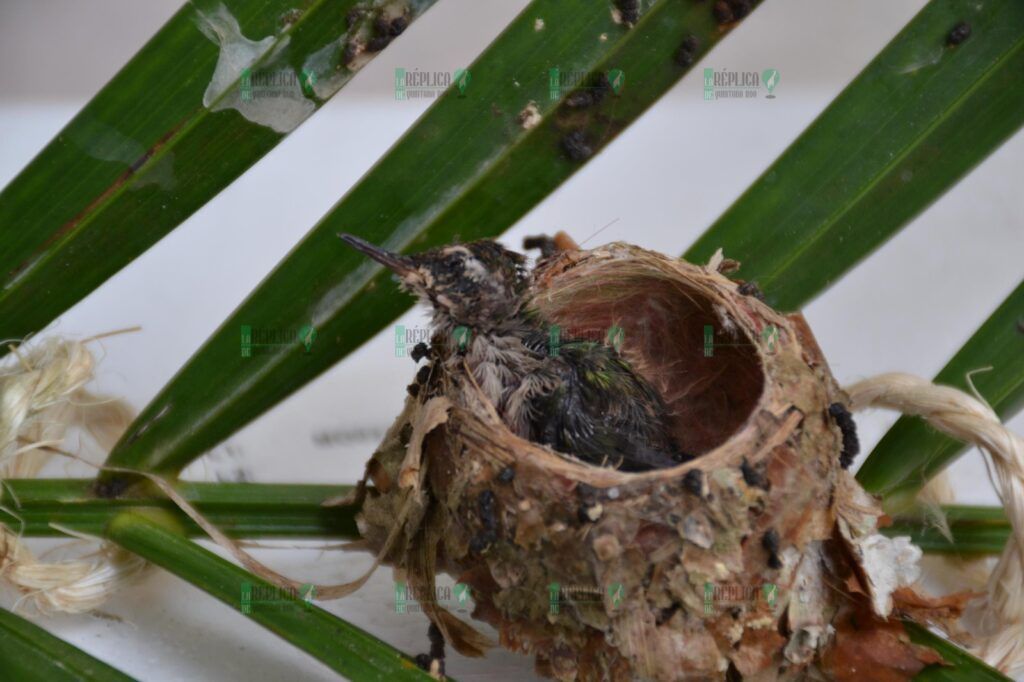 La Fundación de Parques y Museos inicia monitoreo de nidos de Colibrí Esmeralda e invita a la ciudadanía a participar en el registro