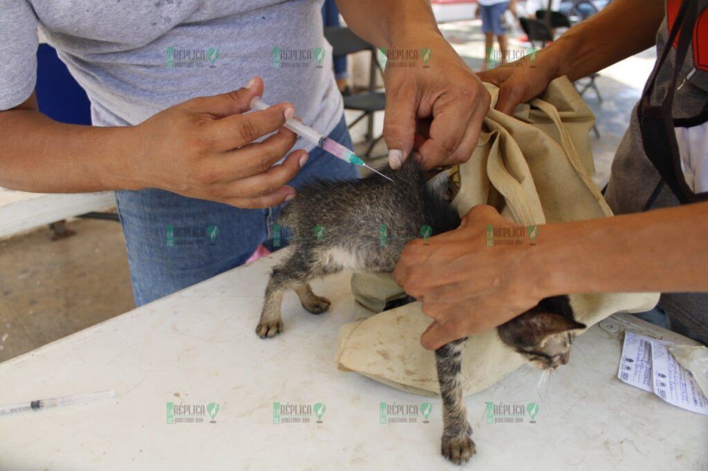 Puerto Morelos superó meta de vacunación antirrábica