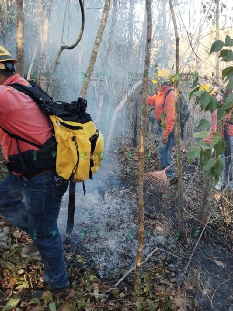 Sofocado, el incendio forestal en Puerto Morelos
