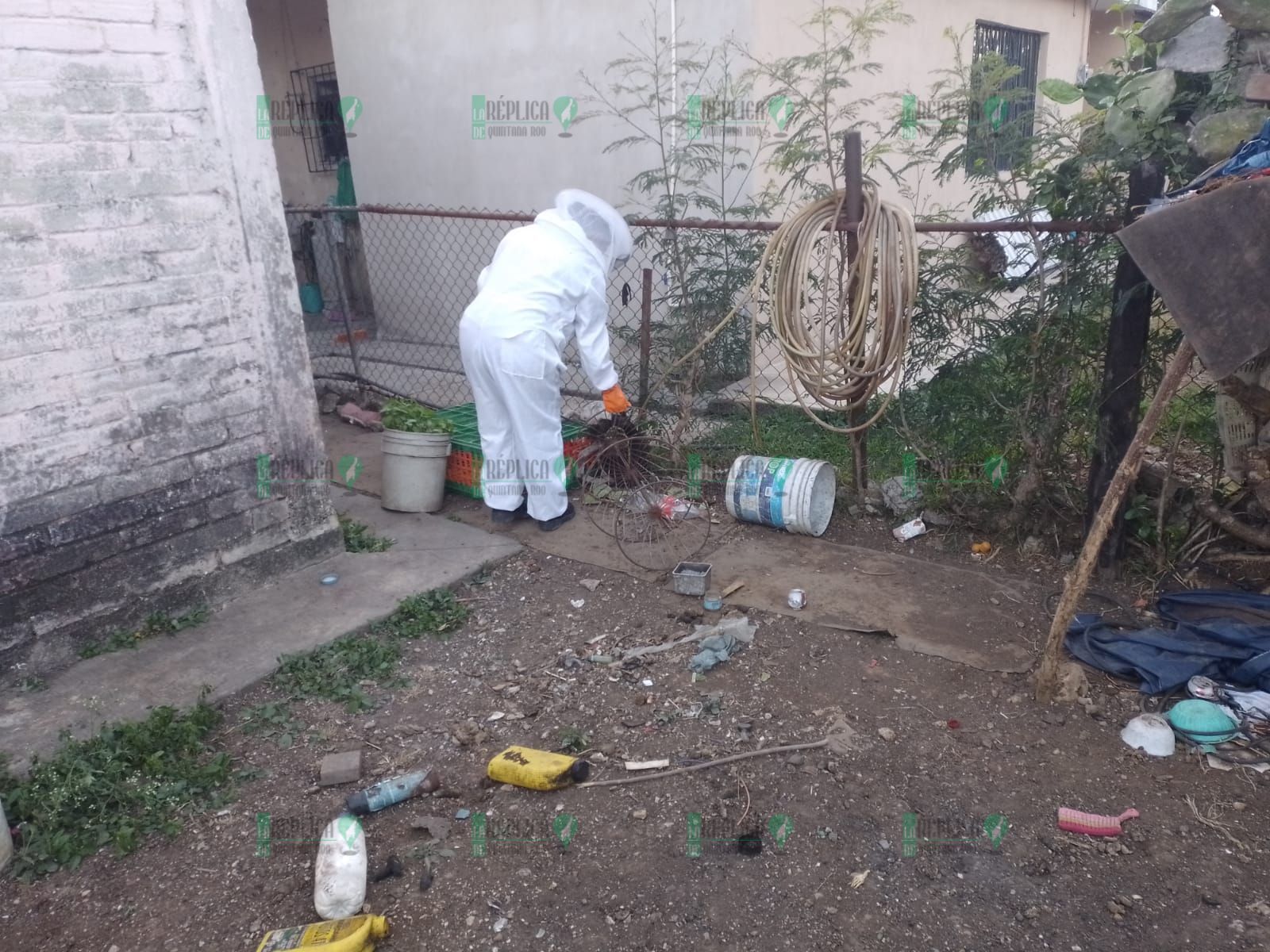 Ataque de abejas en comunidad rural de Othón P. Blanco deja al menos 50 heridos