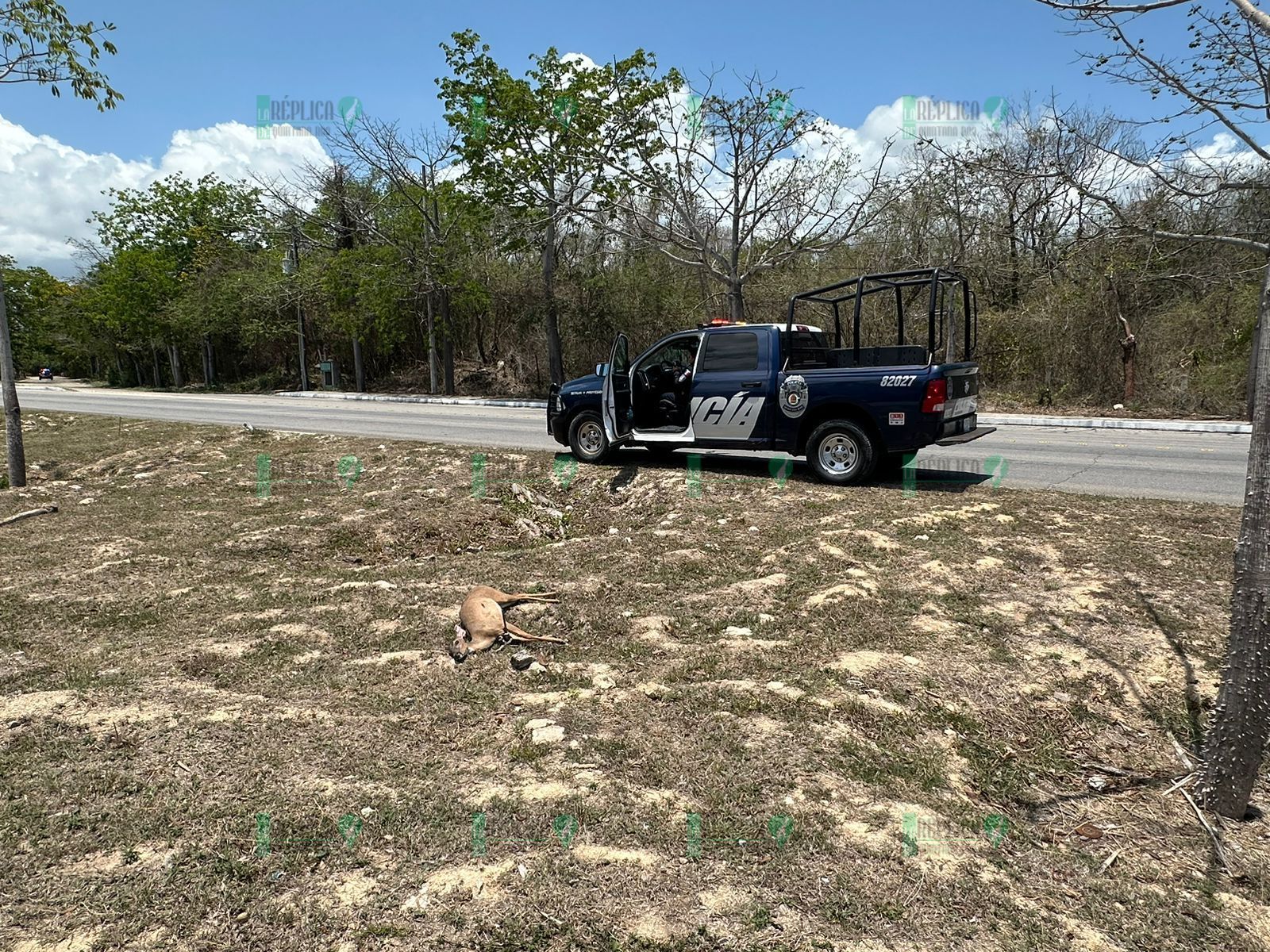 Muere venado atropellado en la carretera federal de Playa del Carmen, frente a parque Xcaret