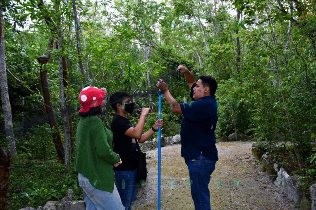 La Fundación de Parques y Museos de Cozumel, da a conocer el descubrimiento por vez primera la presencia del murciélago Ojón Peludo