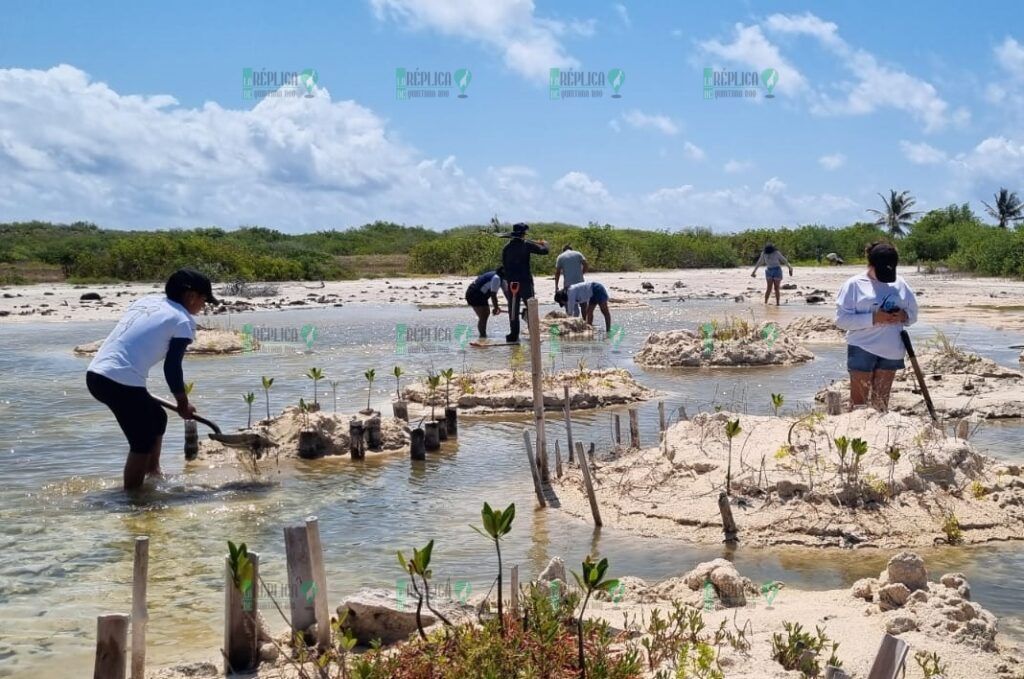 Estudiantes de la UQROO realizan visita de interpretación y restauración del ecosistema de manglar en el Parque Punta Sur