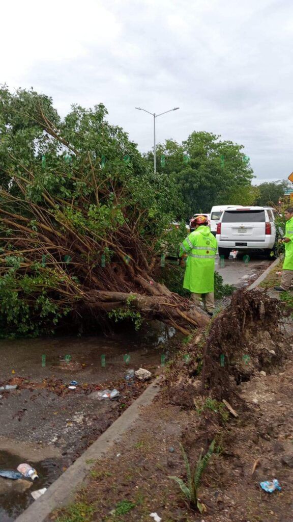 Vialidades abiertas tras activar retiro de 15 árboles derribados