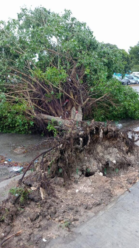 Vialidades abiertas tras activar retiro de 15 árboles derribados