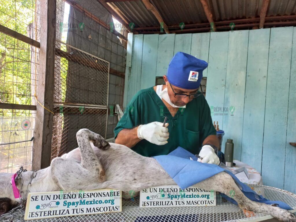 Realizan, por vez primera, jornada de esterilización canina y felina en la zona agrícola de Puerto Morelos