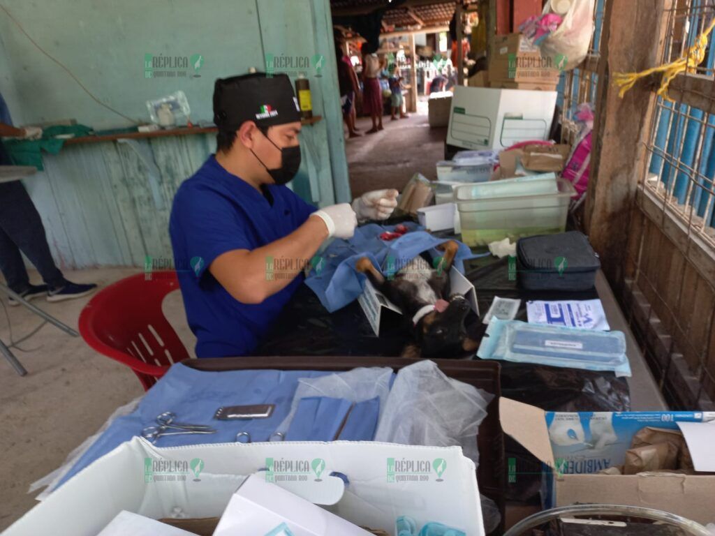 Realizan, por vez primera, jornada de esterilización canina y felina en la zona agrícola de Puerto Morelos