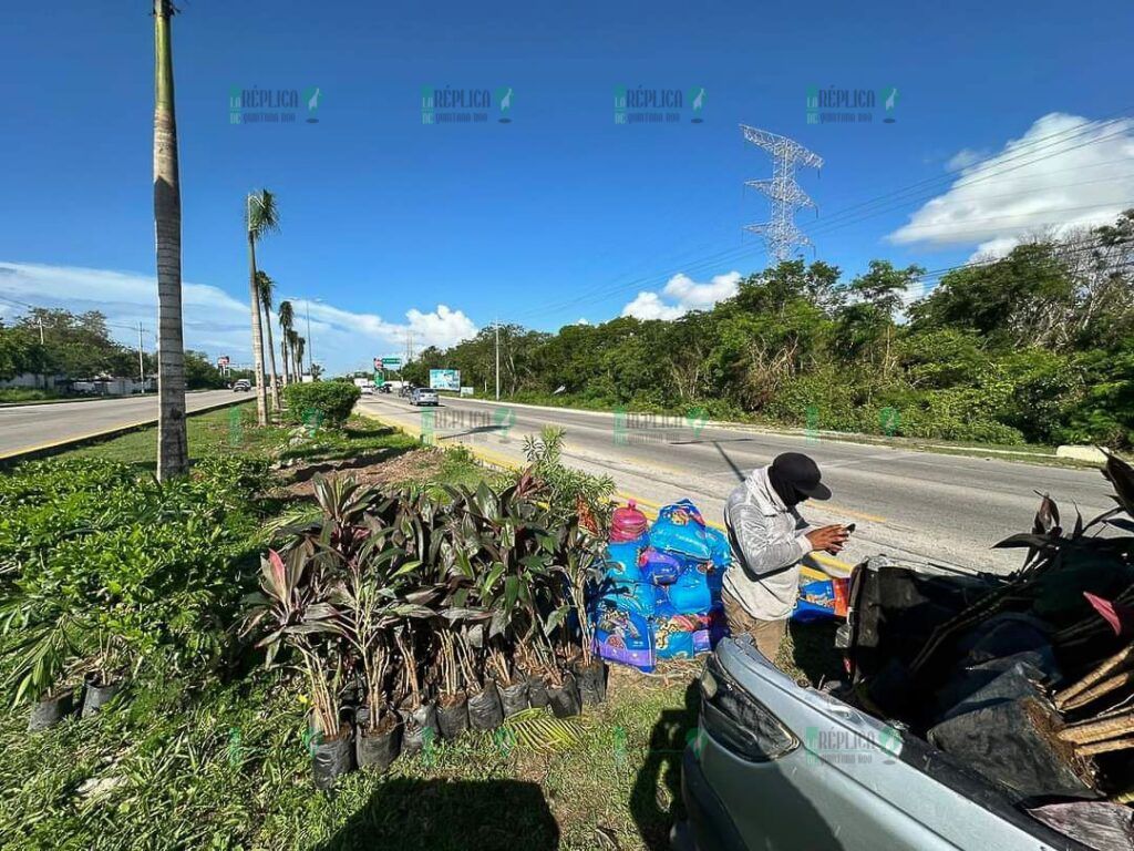 Continúan renovando el camellón de la carretera federal