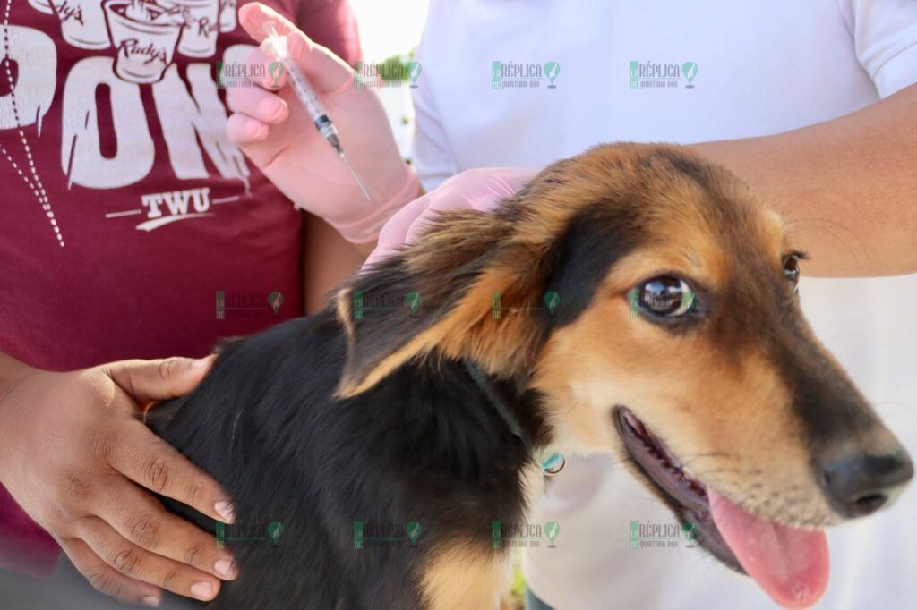 Gobierno de Puerto Morelos refuerza campaña de concientización sobre la tenencia responsable de mascotas