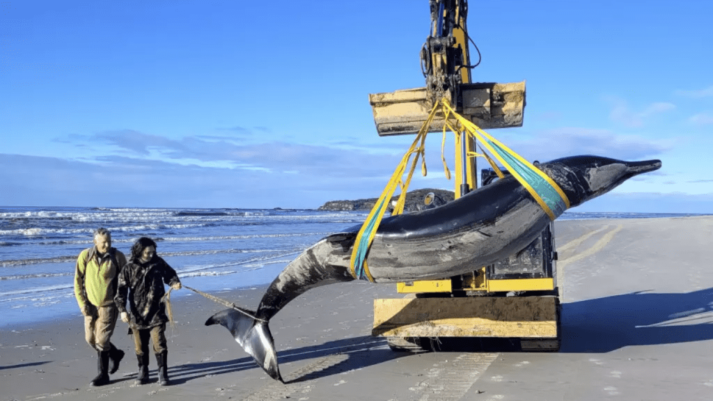 Hallan ballena picuda de Bahamonde, especie más desconocida del mundo en Nueva Zelanda