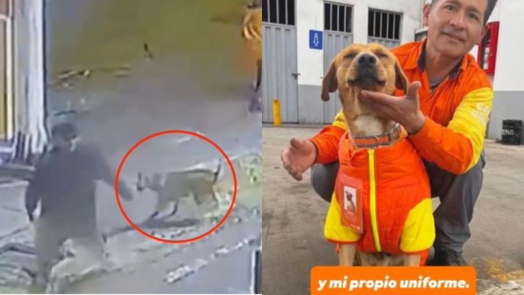 Adoptan a Gringo, perrito que protegió a empleada y frustró robo en gasolinera