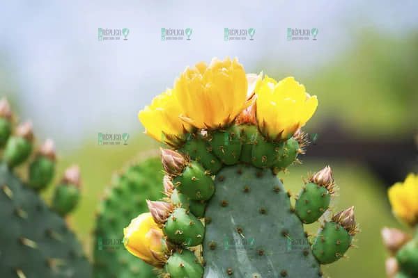 Flores comestibles: el sabor oculto de la gastronomía mexicana