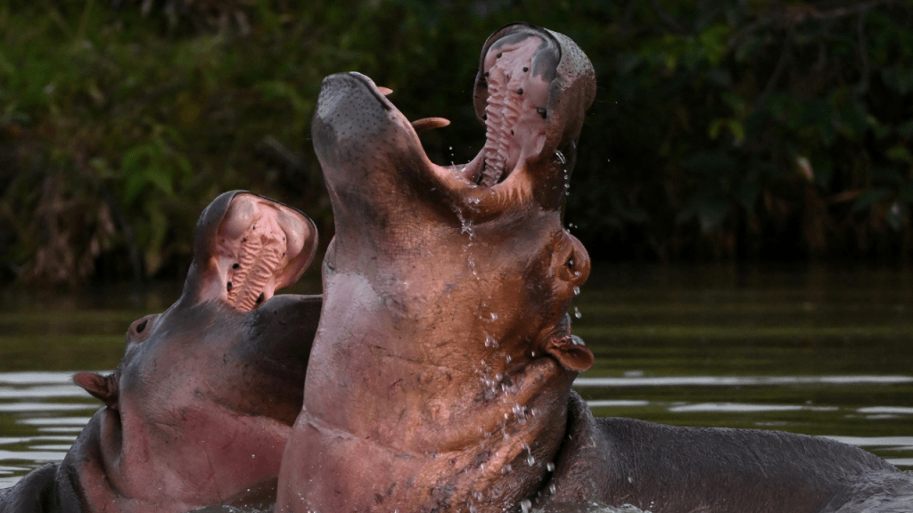 Namibia sacrifica 723 animales para combatir el hambre en África