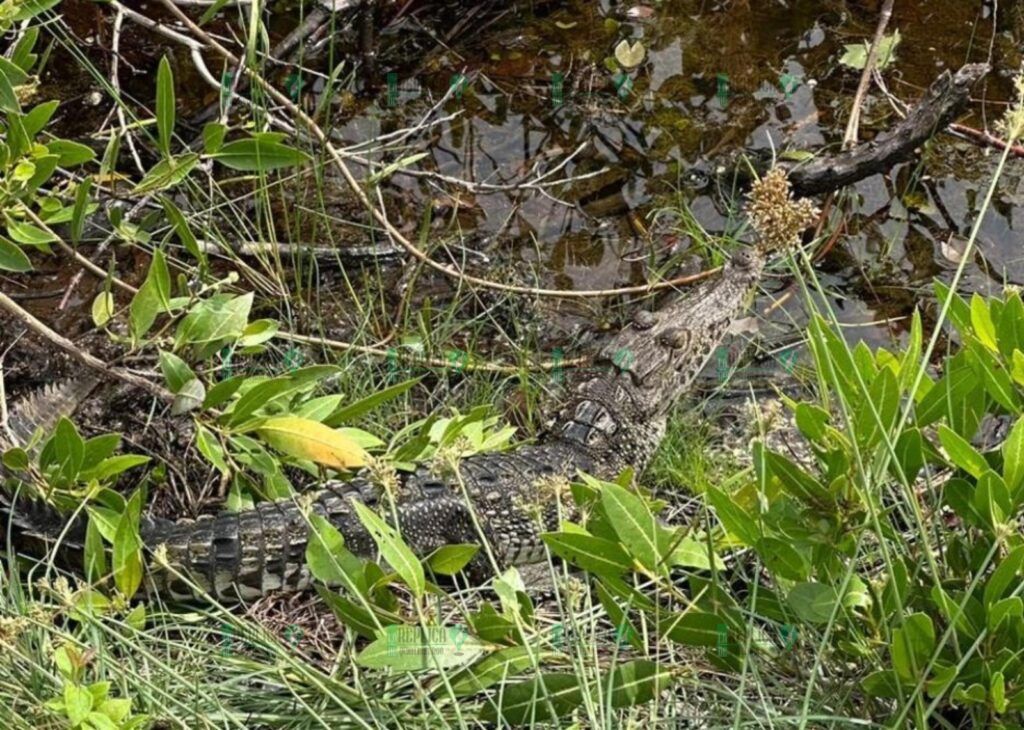 Rescatan fauna silvestre en Cozumel: un esfuerzo conjunto entre ciudadanos y la Fundación de Parques y Museos