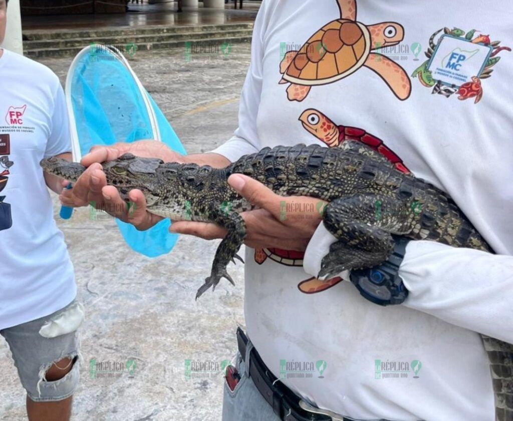 Rescatan fauna silvestre en Cozumel: un esfuerzo conjunto entre ciudadanos y la Fundación de Parques y Museos