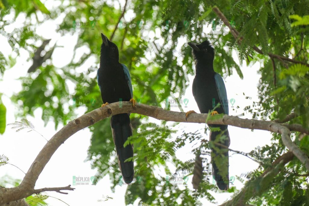 Parque Cancún ofrece cuatro nuevos espacios para reflexionar sobre la naturaleza, la convivencia y restauración del tejido social