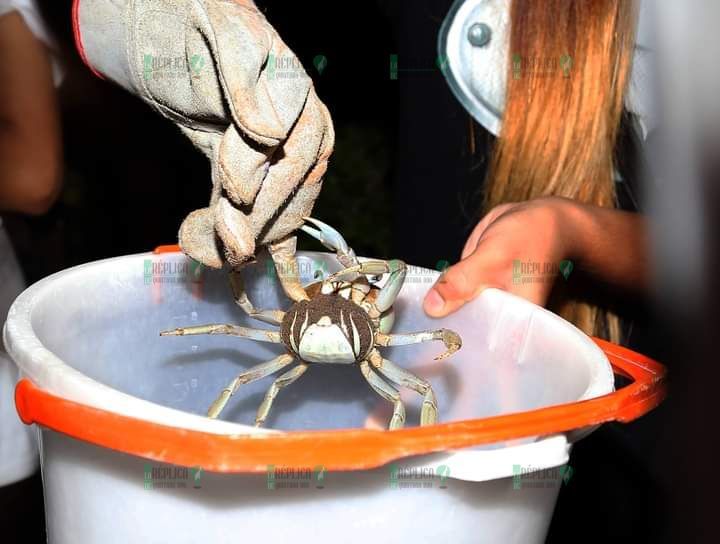 Arranca segunda campaña de protección al cangrejo azul en Cancún