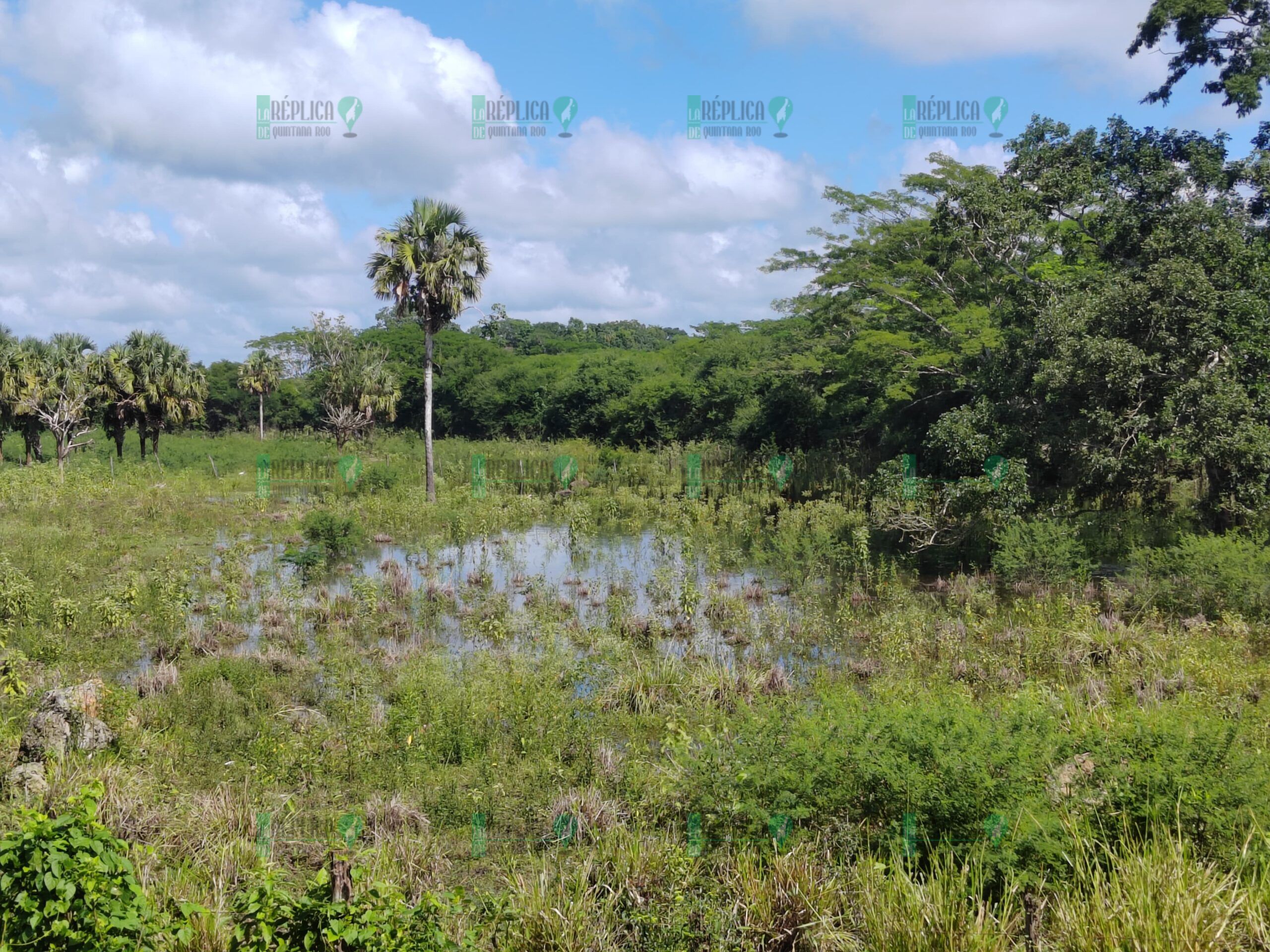 Peligra ganado en José María Morelos por escurrimientos provenientes de Campeche