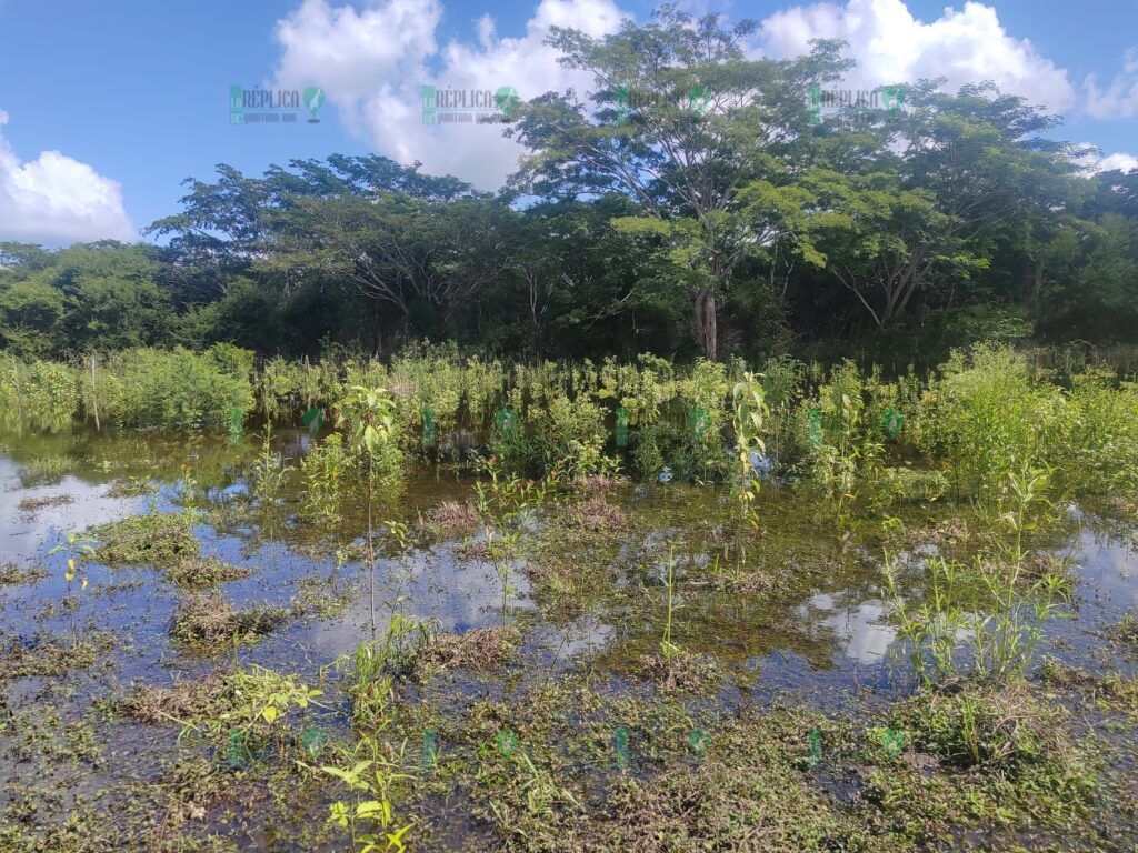 Peligra ganado en José María Morelos por escurrimientos provenientes de Campeche