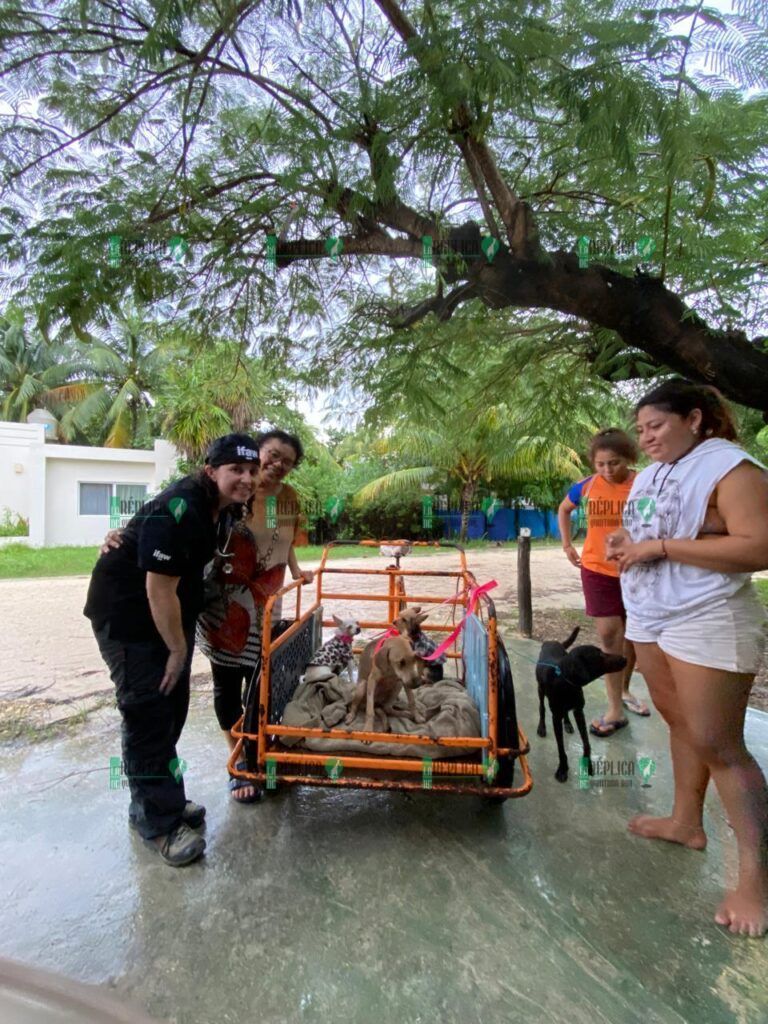 Exitosa jornada de esterilización y atención medica veterinaria gratuita, en Punta Allen: IBANQROO