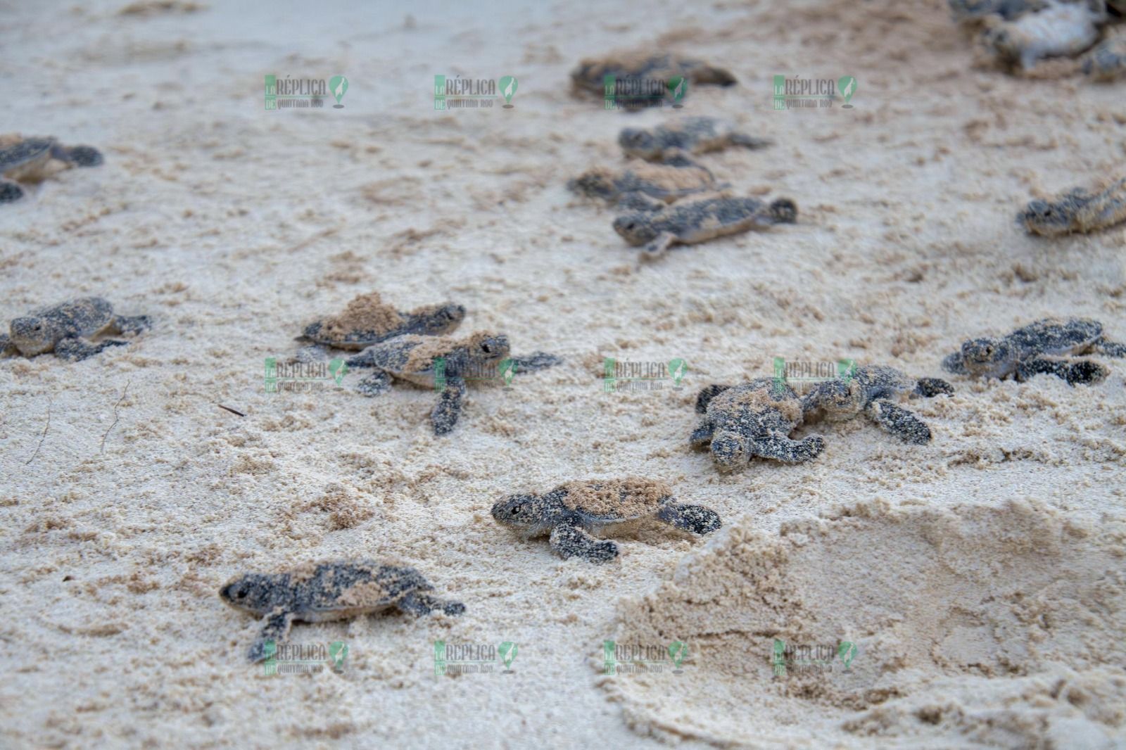 La FPMC cierra con éxito el "Programa de Protección a la Tortuga Marina 2024"