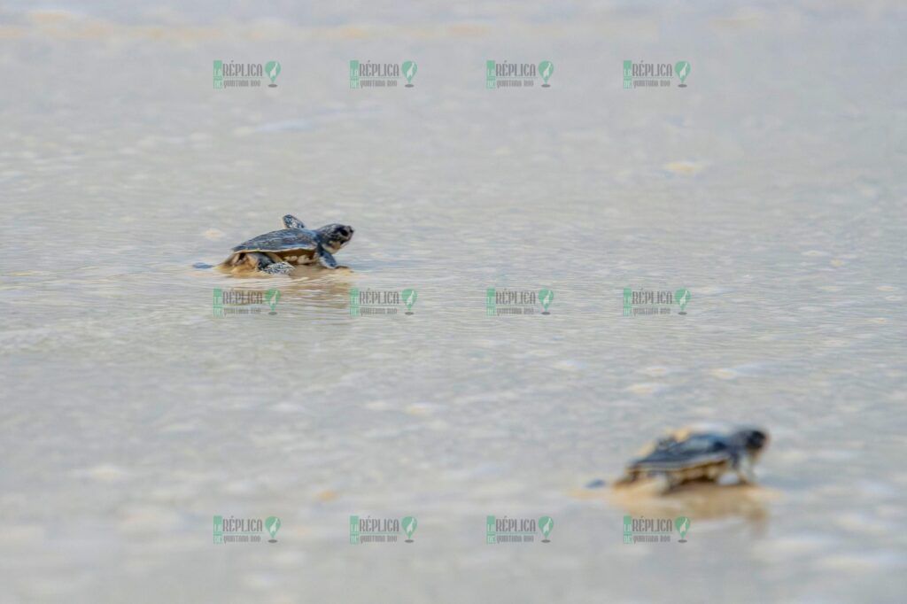 La FPMC cierra con éxito el "Programa de Protección a la Tortuga Marina 2024"