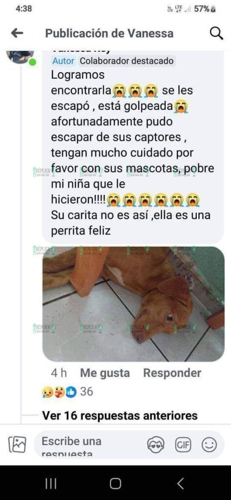 Prometen castigo ejemplar a violador de mascotas en Playa del Carmen