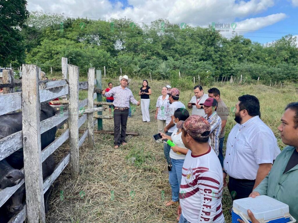 Arranca vacunación para prevenir septicemia en hato ganadero de Quintana Roo: SEDARPE