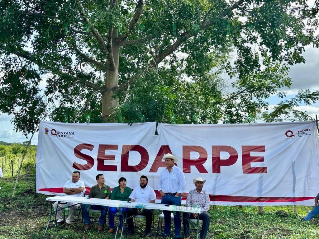 Arranca vacunación para prevenir septicemia en hato ganadero de Quintana Roo: SEDARPE