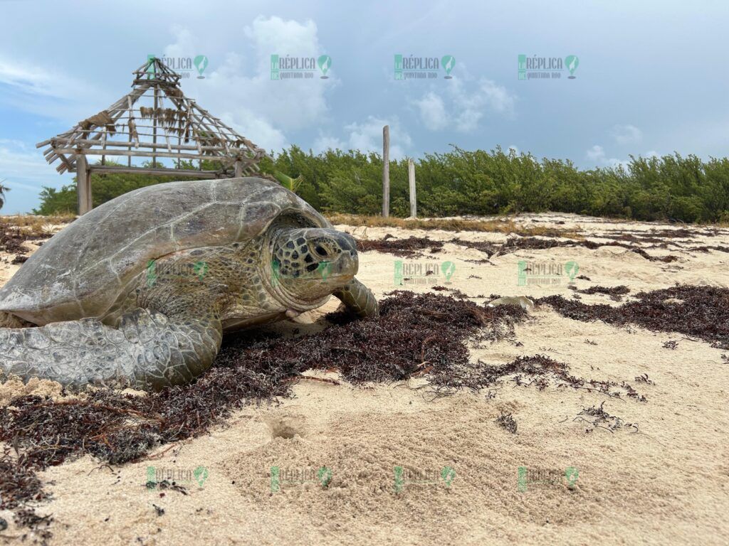 Cerca de 500 nidos de tortuga marina se resguardaron in situ en Punta Brava