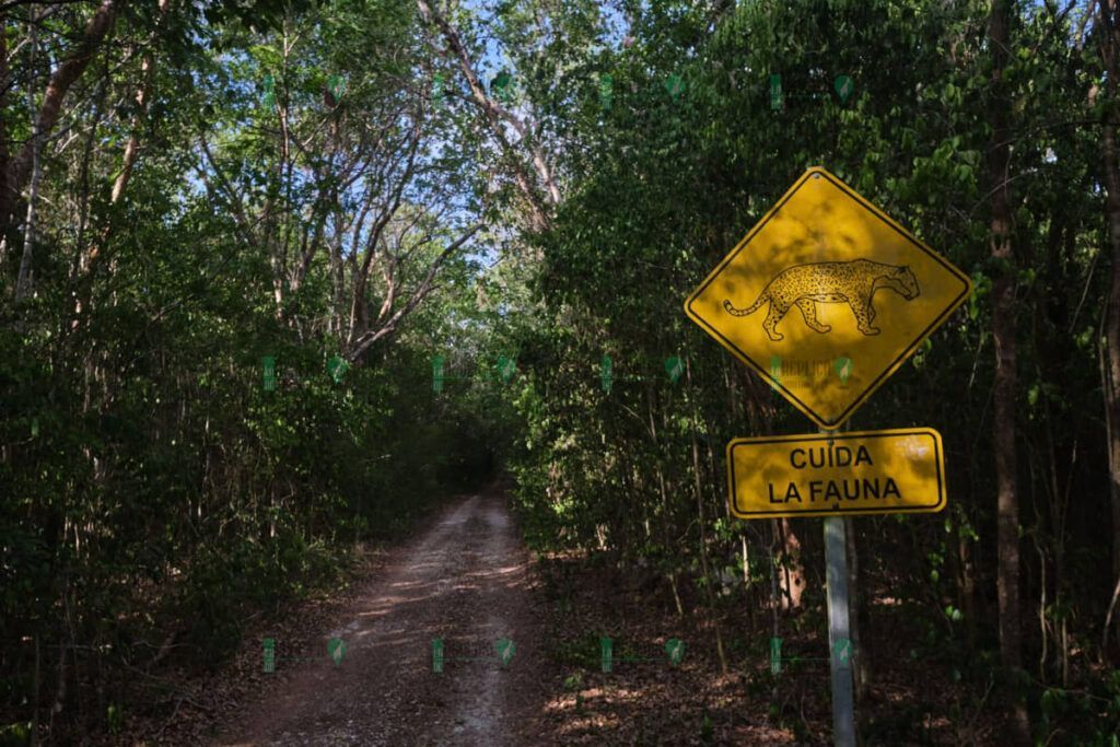 Inicia Proyecto Estratégico para la Conservación de la Fauna Silvestre en Quintana Roo