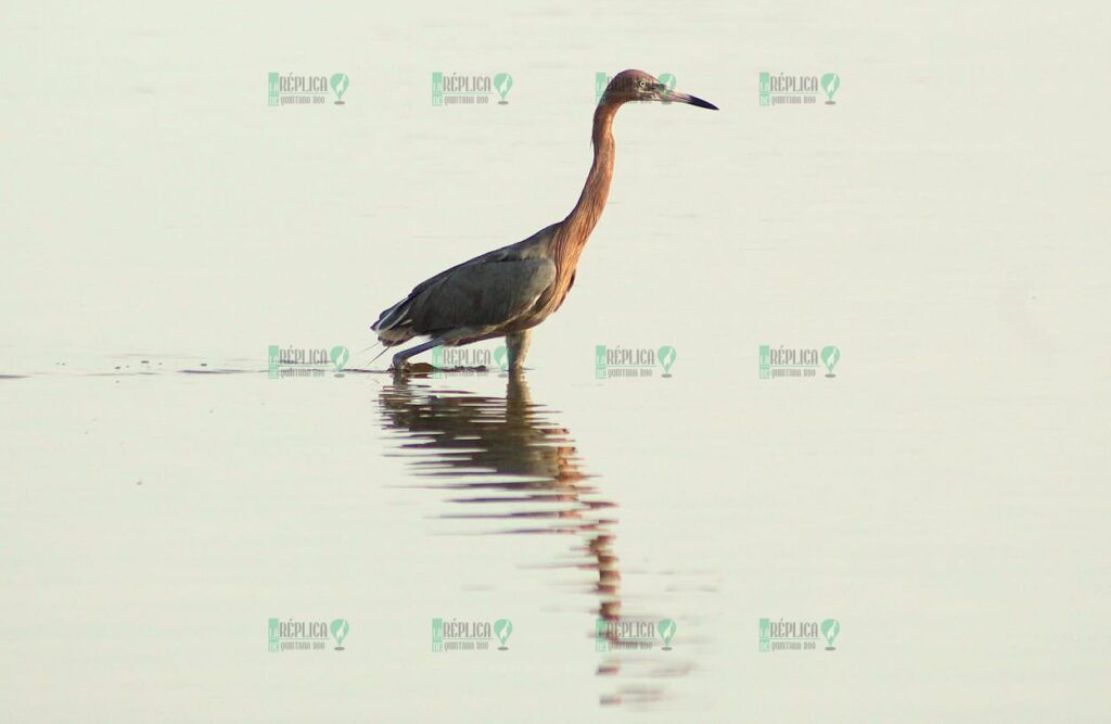 Monitoreo de aves en Punta Sur destaca riqueza de biodiversidad en Cozumel