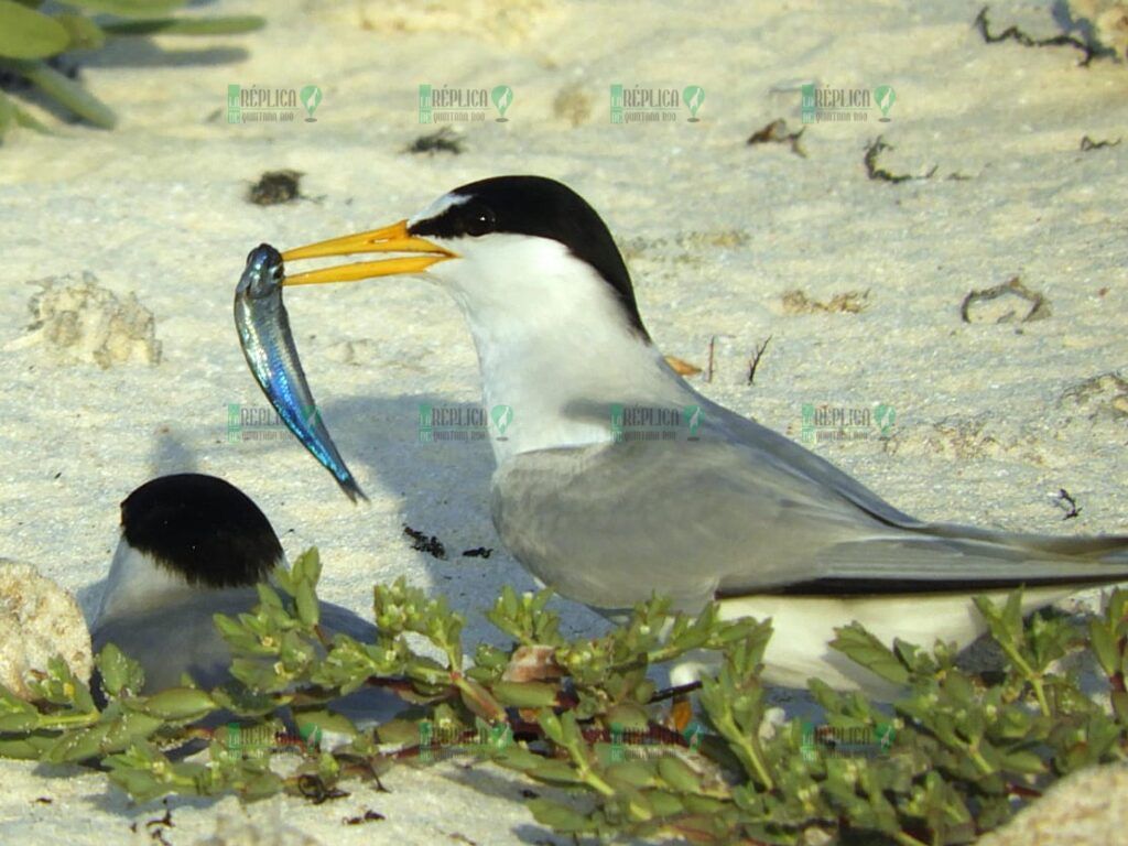 Monitoreo de aves en Punta Sur destaca riqueza de biodiversidad en Cozumel