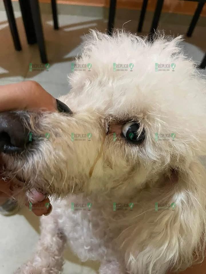 Acusan a empleado de Oxxo de patear a perro en Cancún