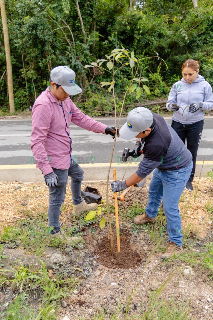 Gobierno de Tulum lleva a cabo la tercera etapa del programa Arborización en avenida La Selva