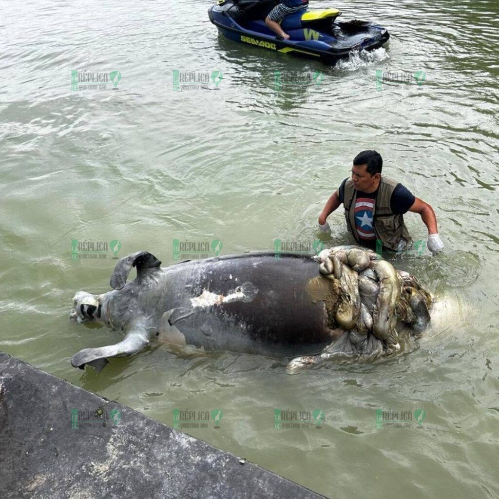 Recala manatí muerto en Chetumal