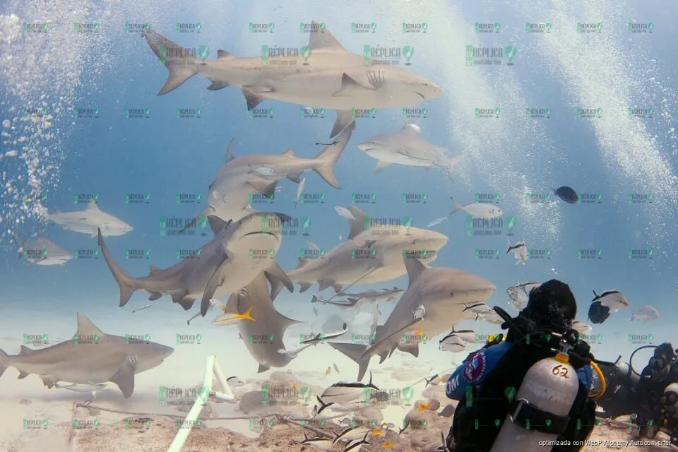 Playa del Carmen con cantidad récord de tiburón toro en temporada de avistamiento
