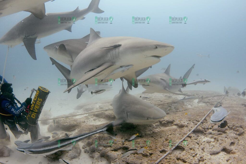 Playa del Carmen con cantidad récord de tiburón toro en temporada de avistamiento