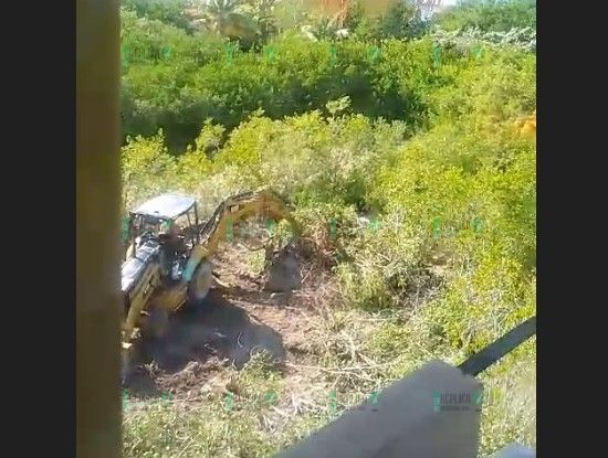 Denuncian posible destrucción de mangle en Holbox