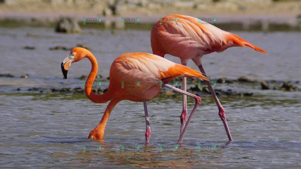 Regresan flamencos a Punta Sur y se registra nuevo registro de anillamiento en Cozumel: FPMC