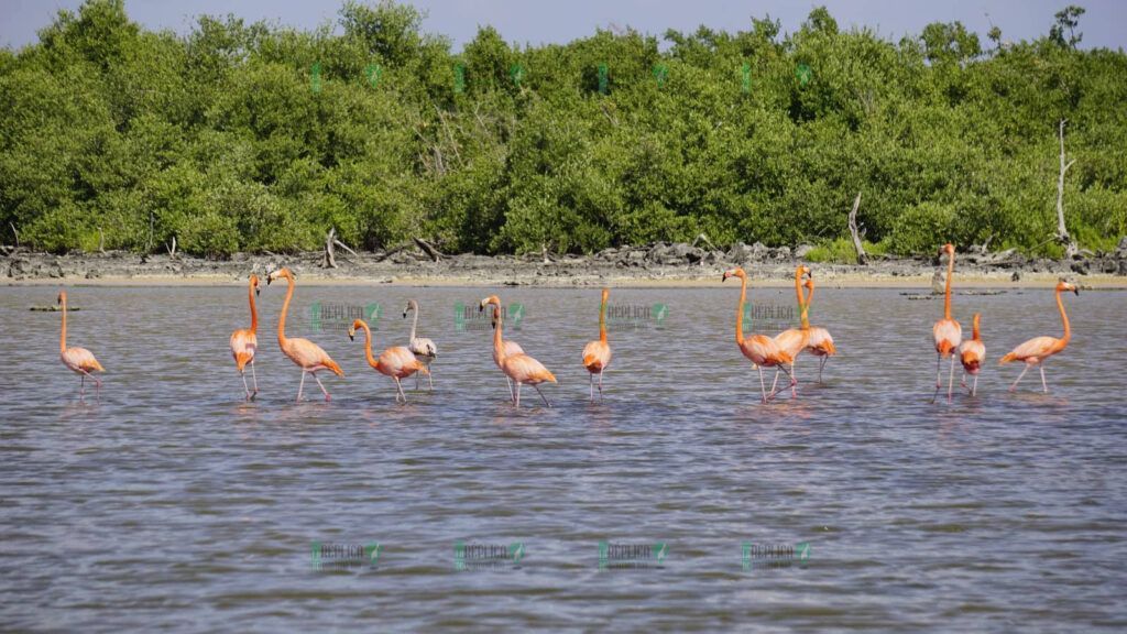 Regresan flamencos a Punta Sur y se registra nuevo registro de anillamiento en Cozumel: FPMC