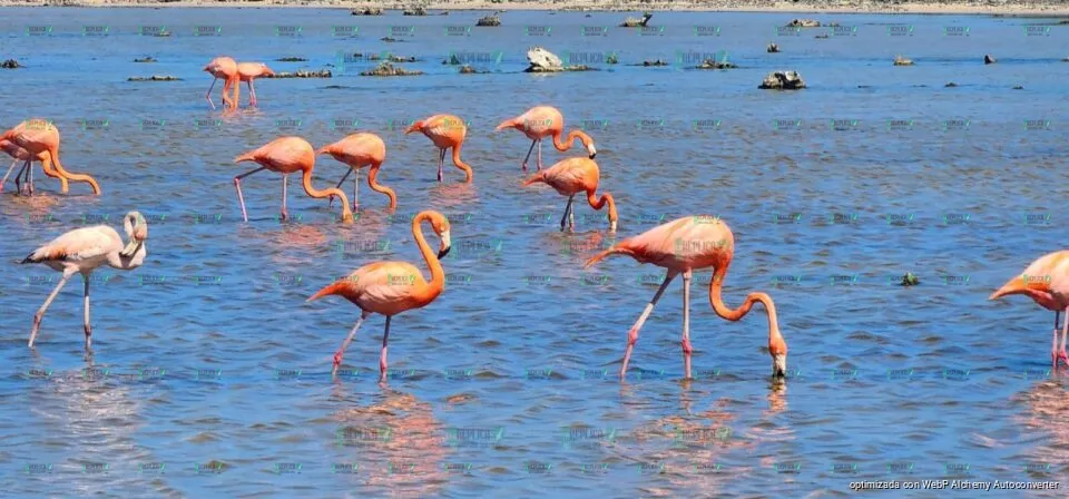 Regresan flamencos a Punta Sur y se registra nuevo registro de anillamiento en Cozumel: FPMC